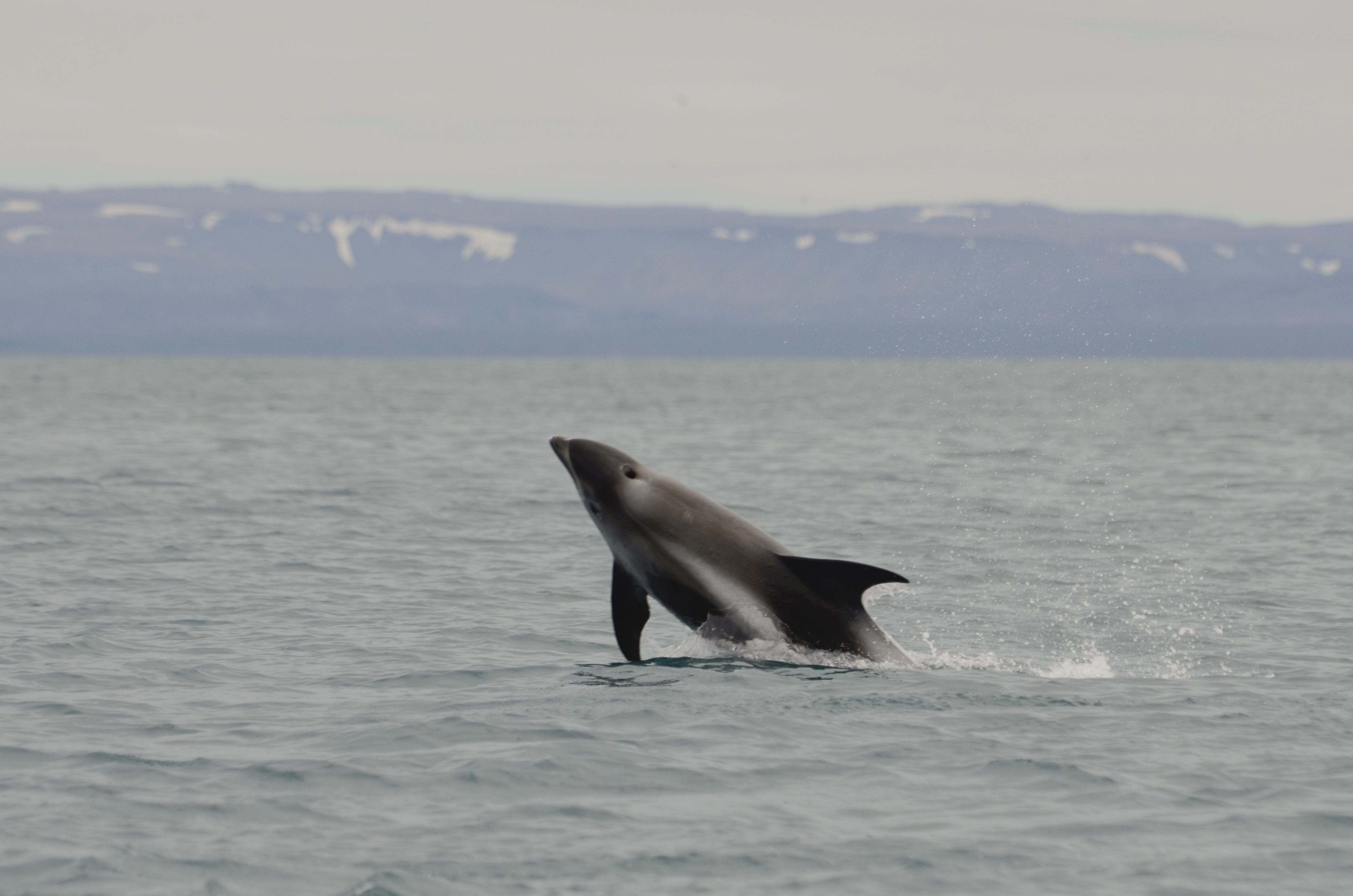 2 White-beaked dolphins 7